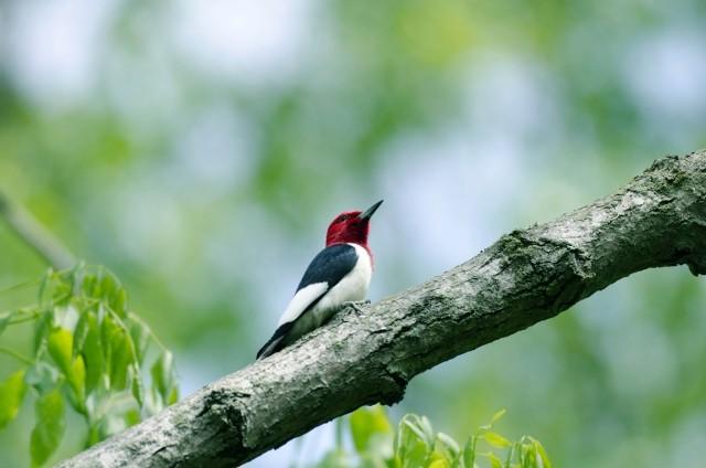 A bird with a red head and white body in a tree